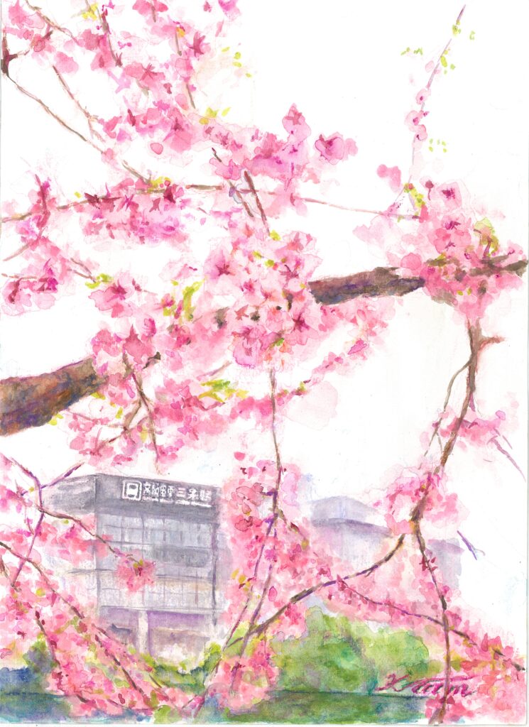 桜