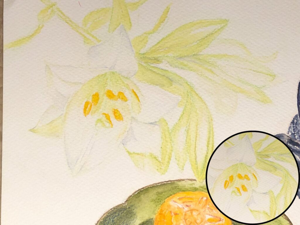 百合の花を水彩色鉛筆で描いた絵